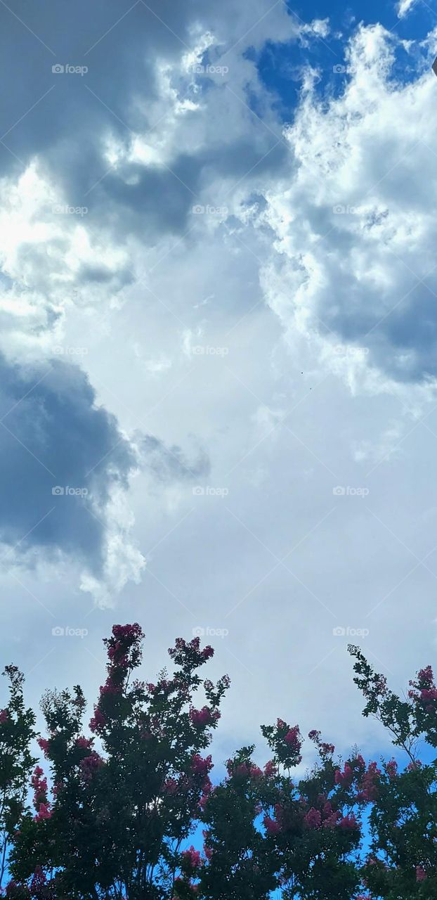 Beautiful clouds and tree