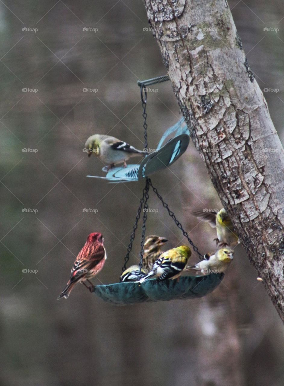 Yellow and Purple finches gathered at the bird feeder.