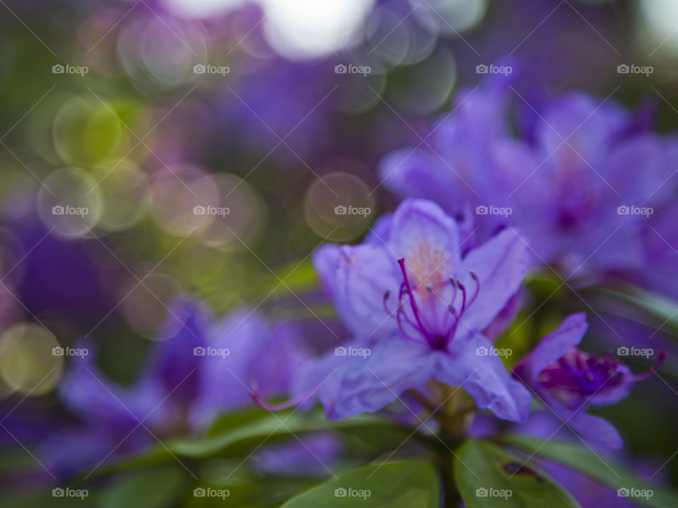 Beautiful bokeh blooming flower. it's spring time and flower are blooming