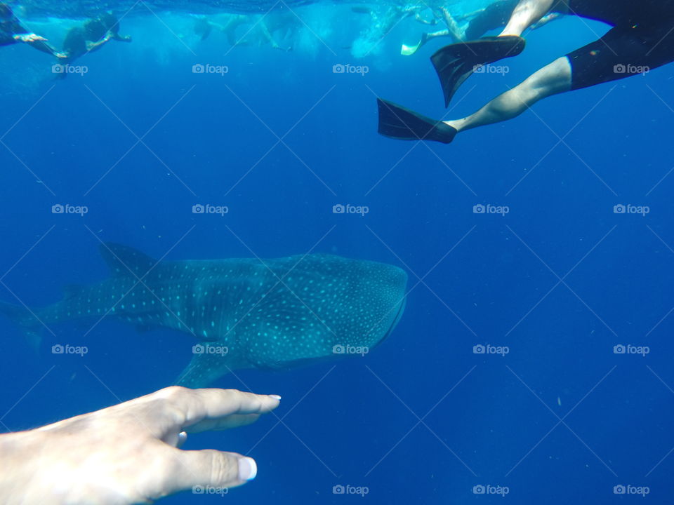 Swimming with whales sharks in Quintana Roo, Mexico, plankton, submerge, gentle giants, excursion, day trip, deep sea ocean, ,