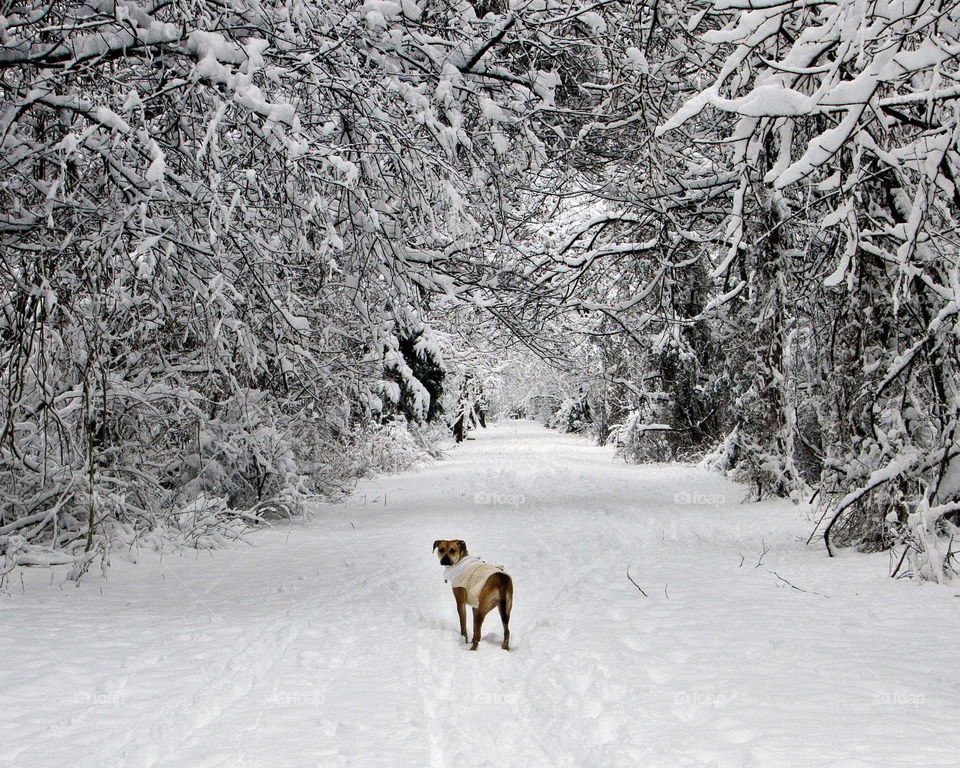 dog in snowy Woods