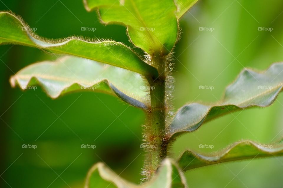 Closeup of a hairy stem still holding dew