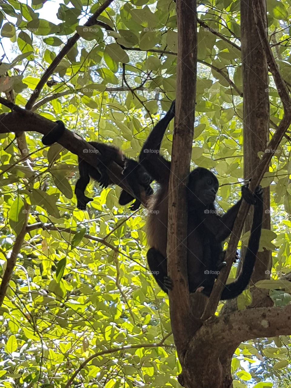 Monkeys in Tamarindo, Costa Rica