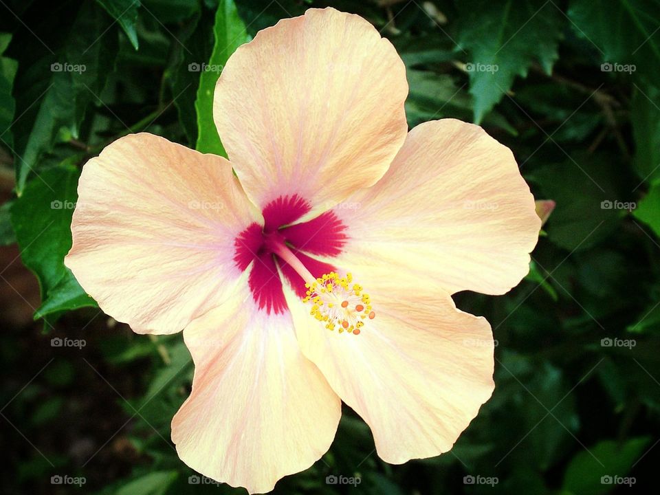 white hibiscus flower of indian country outdoor and natural photography