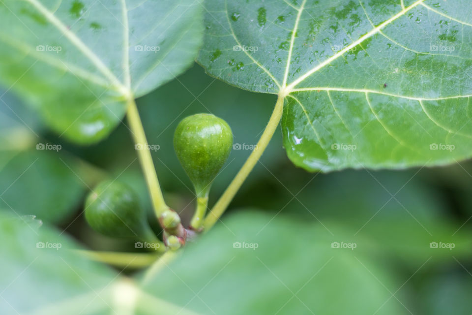 Horizontal closeup photo of a green fig ripening on a tree with another dog and the green leaves in soft focus in the background with dew on them