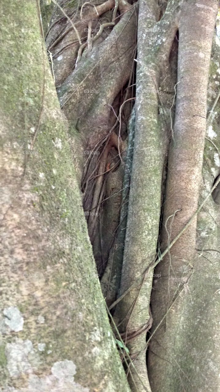 TRONCO ÁRVORE ANTIGA