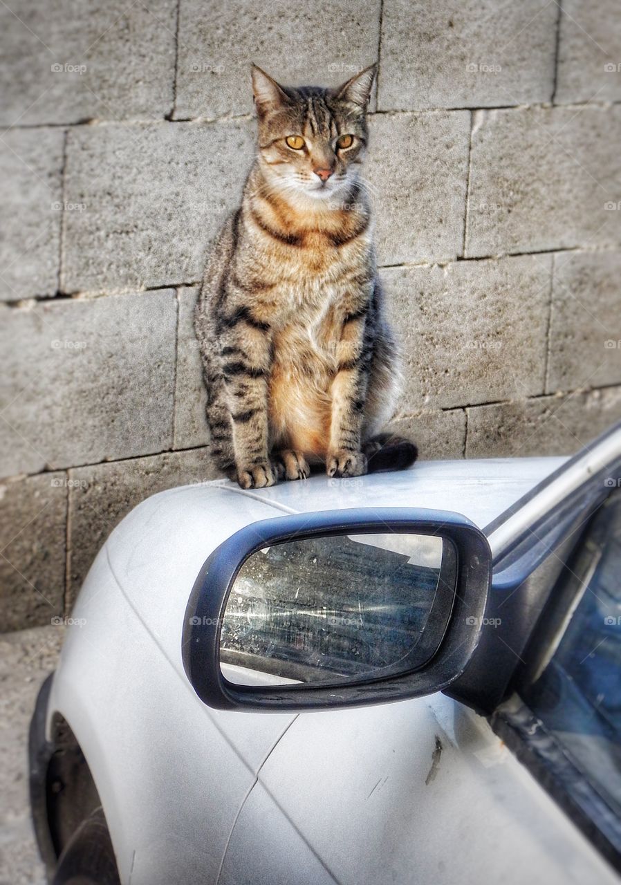 Maltese cat