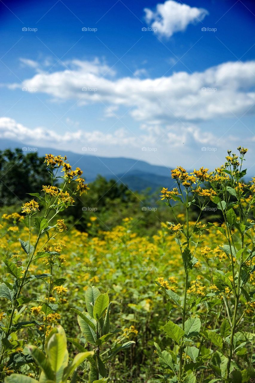 Summer in the Blue Ridge