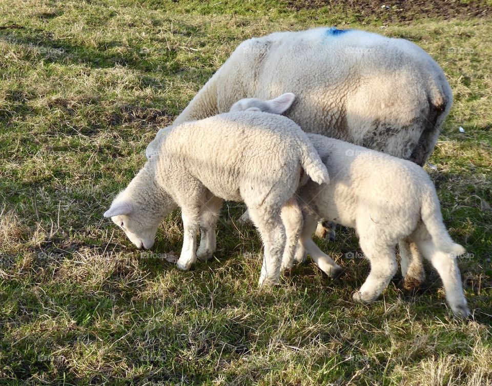 Ewe with lambs 