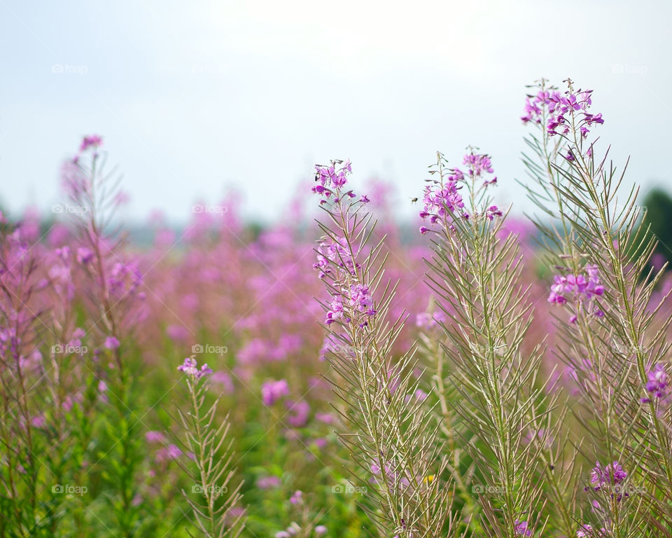 fireweed field