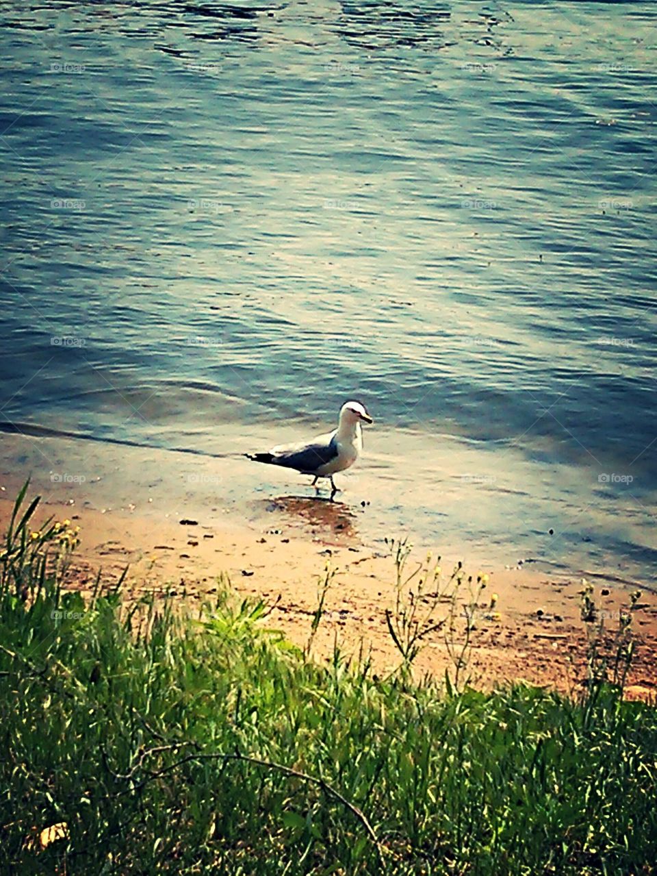 Seagull Stroll