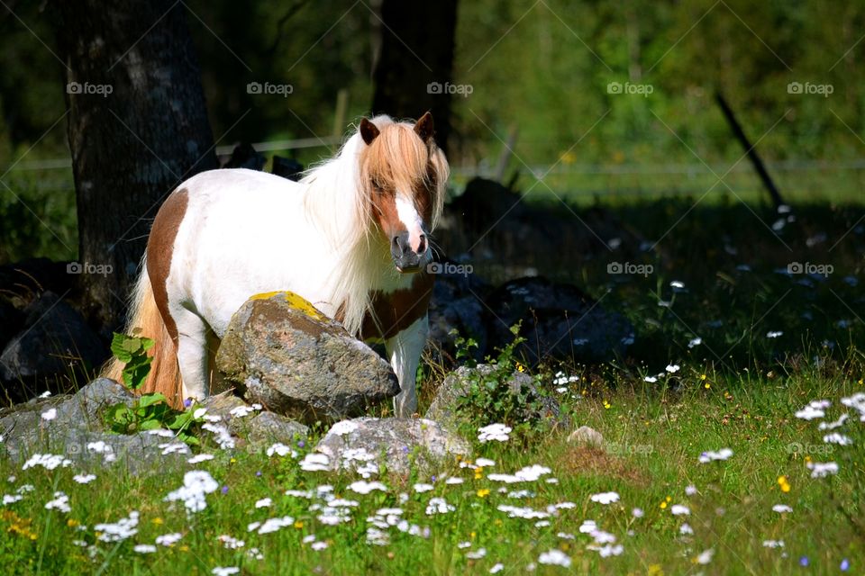 Pinto pony