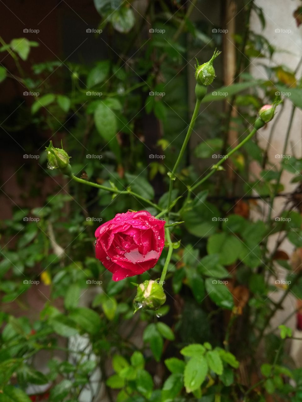 Mini rose and buds.../ Mini rosa e botões...