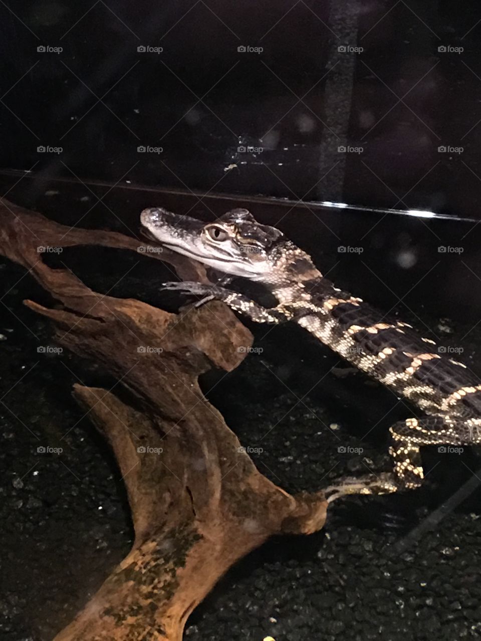 A baby alligator resting on a tree branch in one of the exhibits at an Aquarium. 