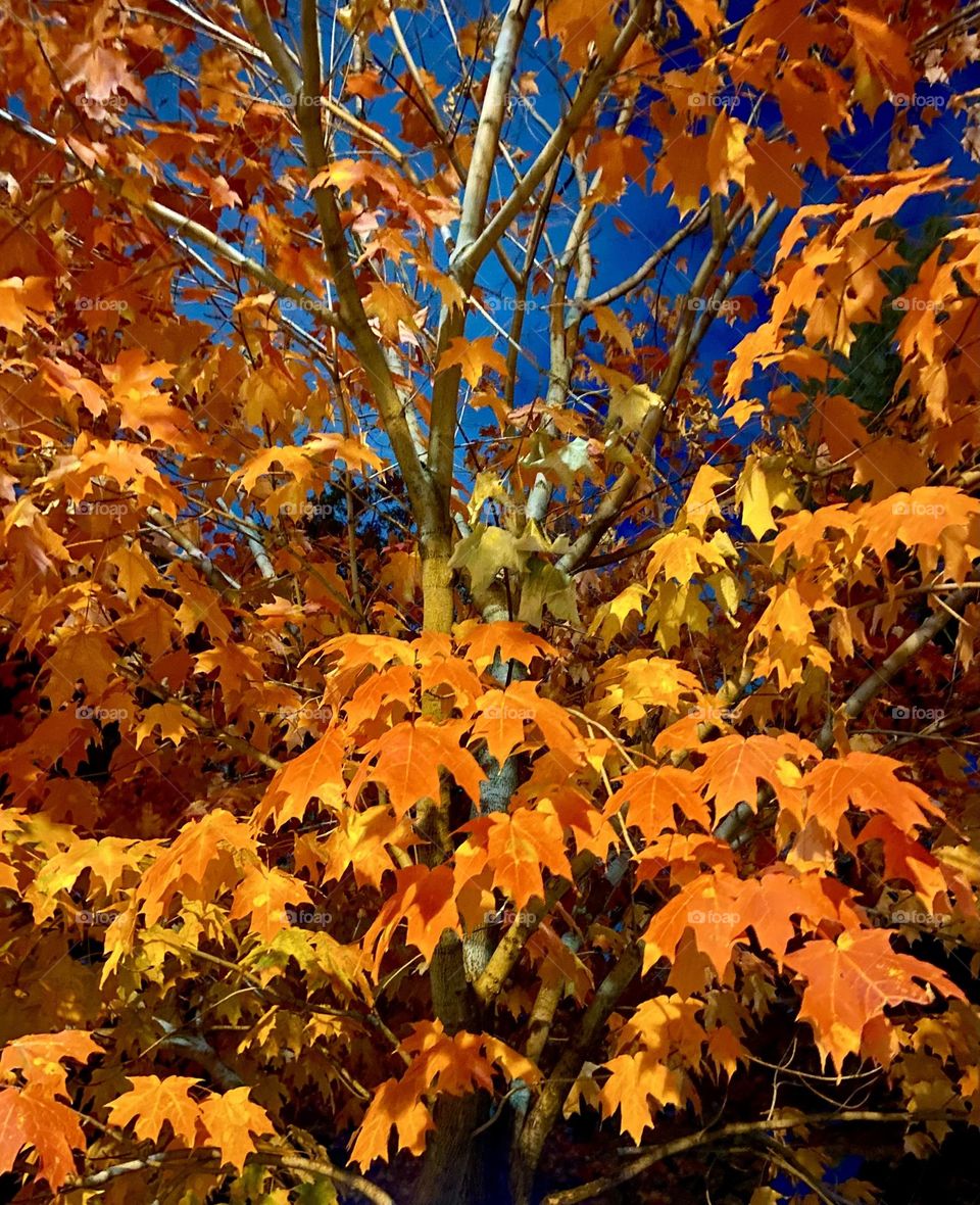 Gorgeous leaves at fall 