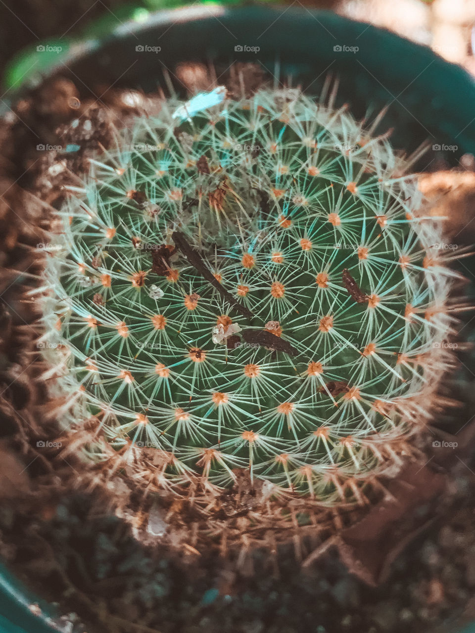 Cactus 🌵