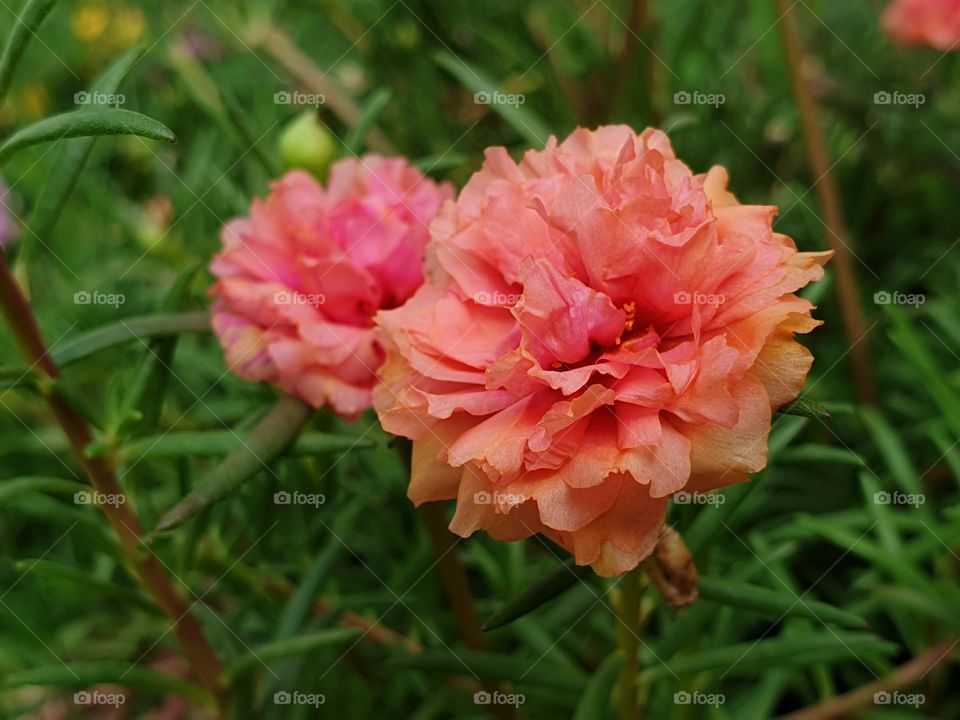 the Portulaca Grandiflora