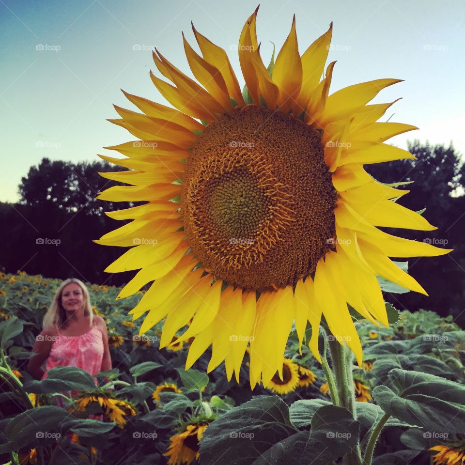 Sunflower Anna. Anna in the sunflower field in France