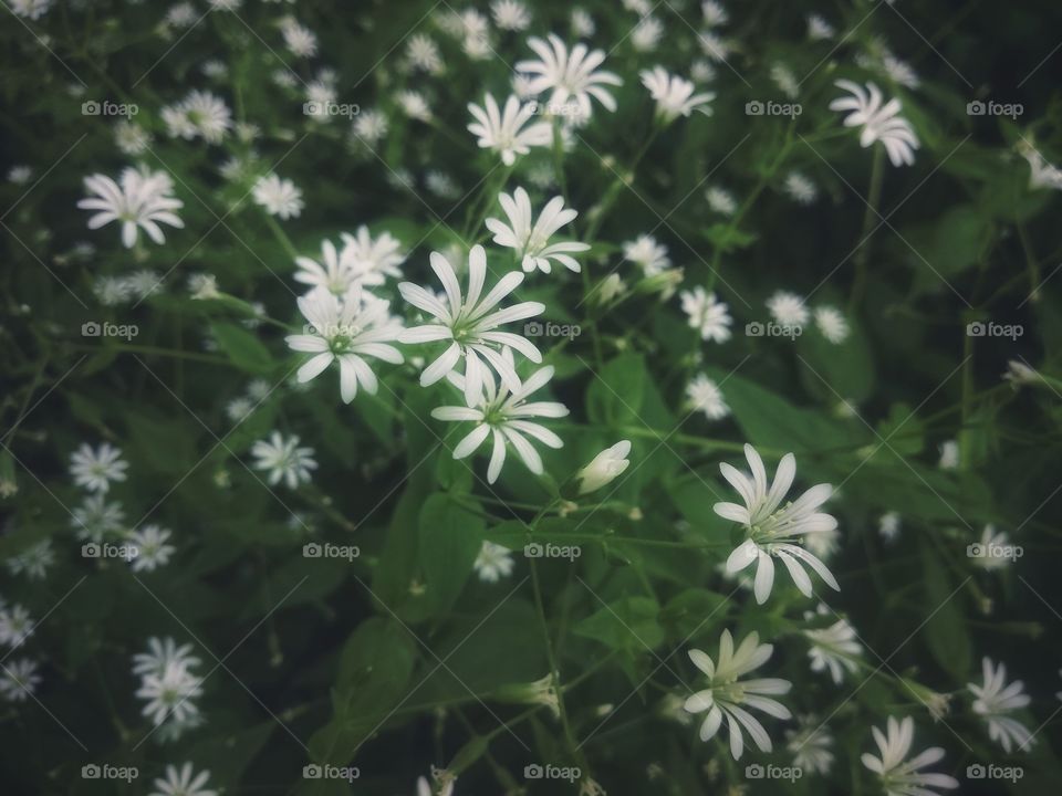 White flowers