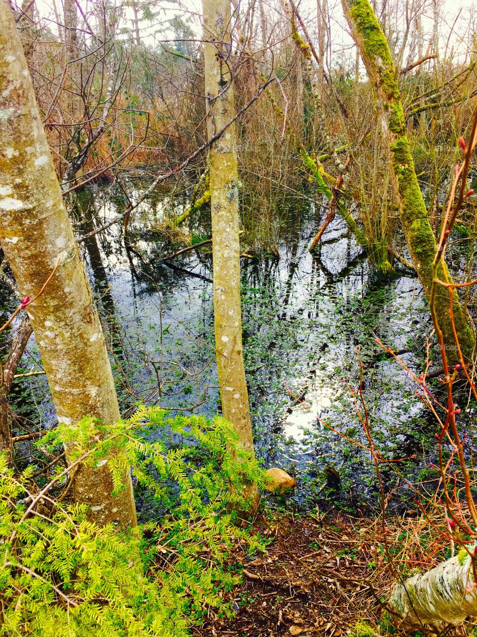 Fish Park Landscape