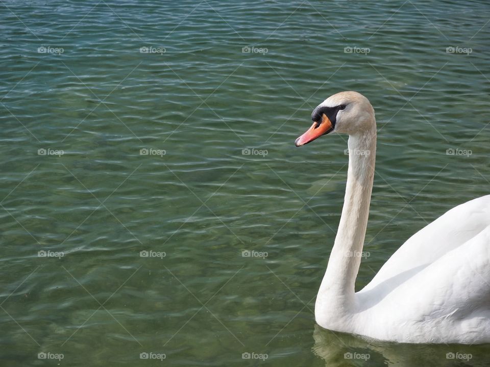 White swan