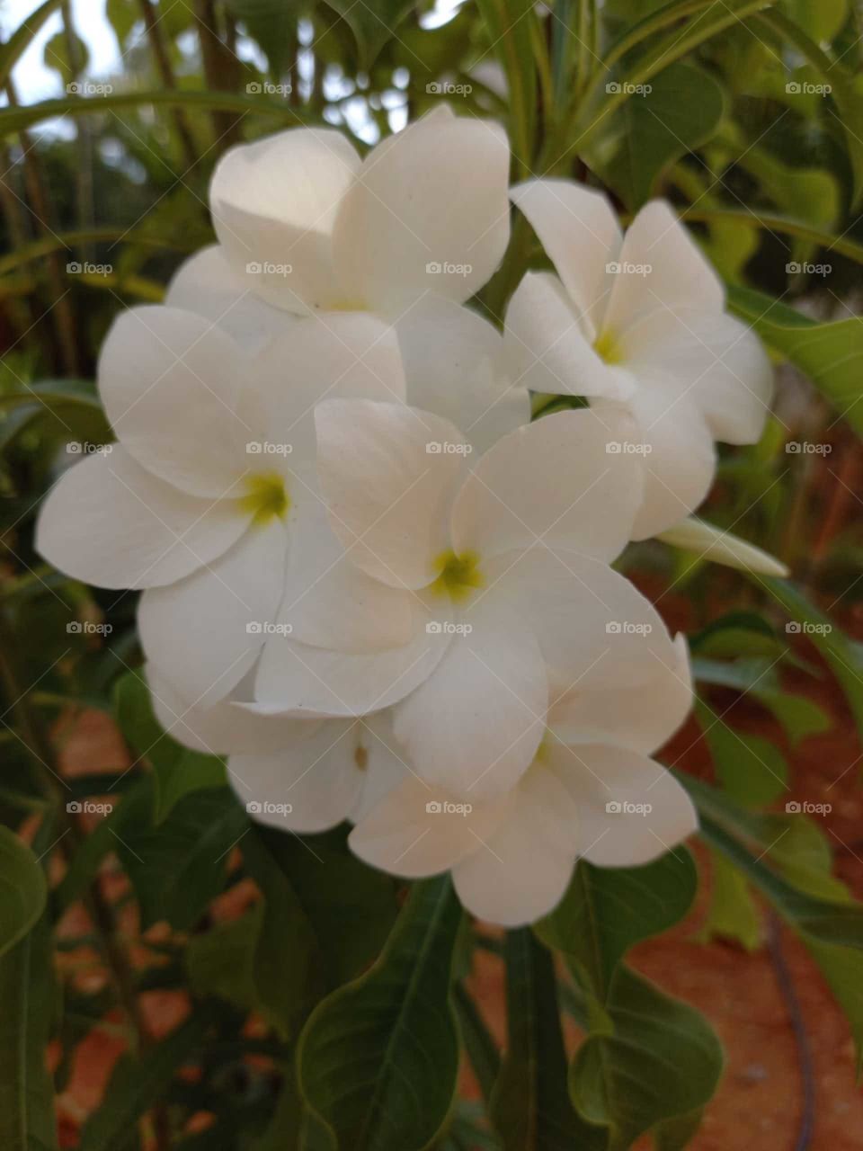natural flower image