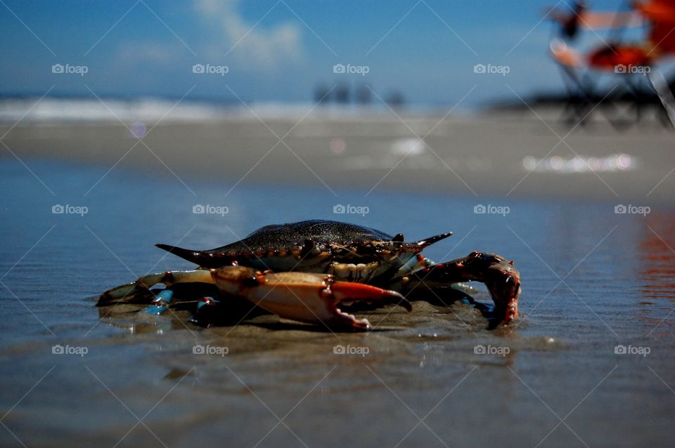 Crab says Hello on Jekyll Island