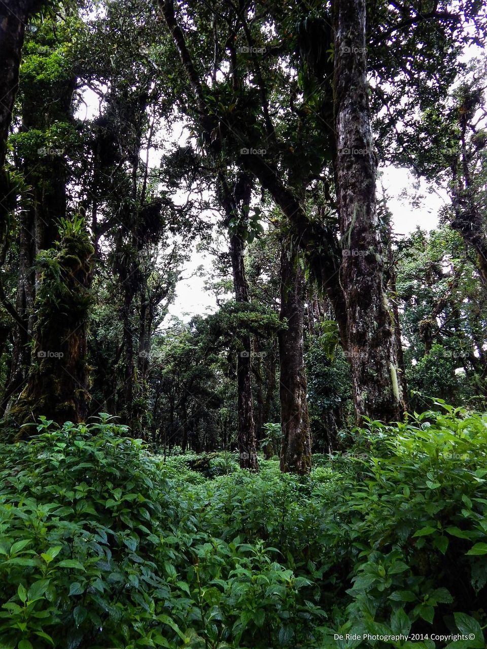 costa rica - forest