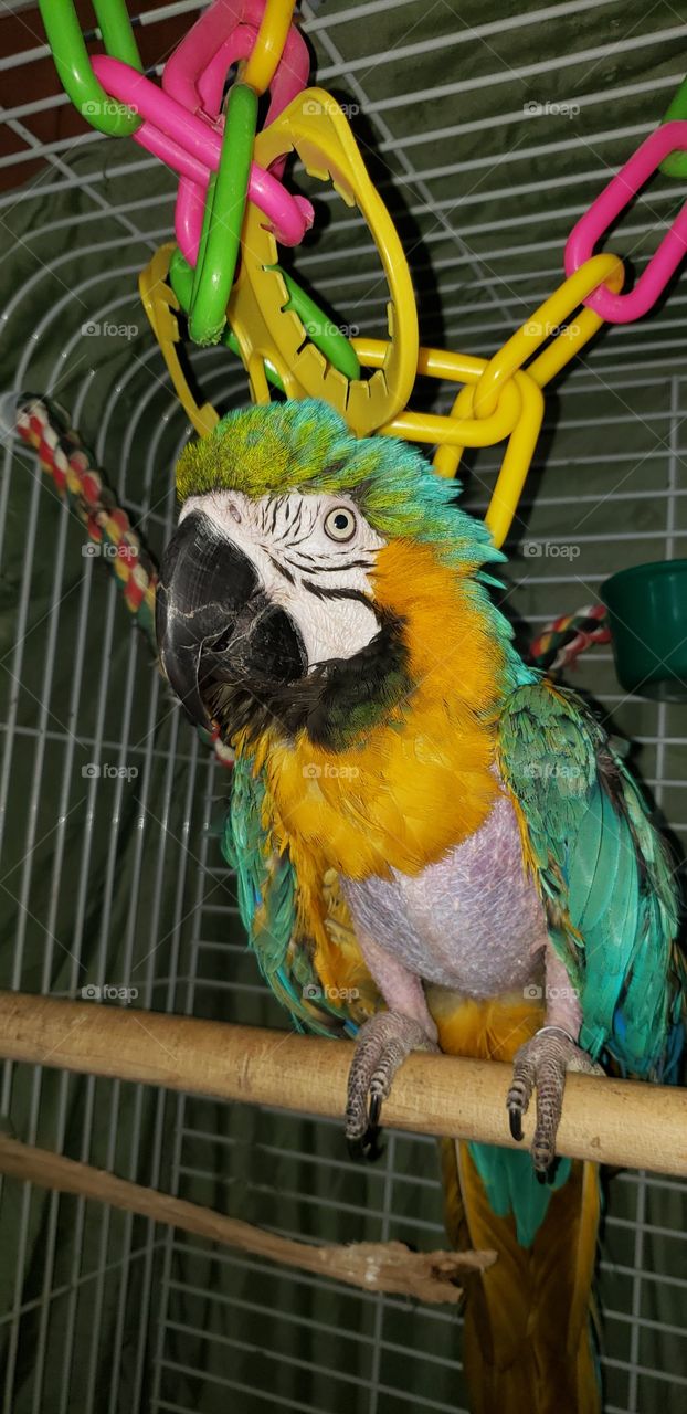 Large Blue & Gold Macaw Parrot