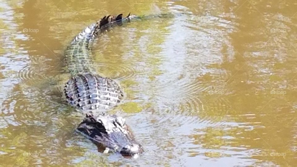 Alligator in Louisiana swamp.