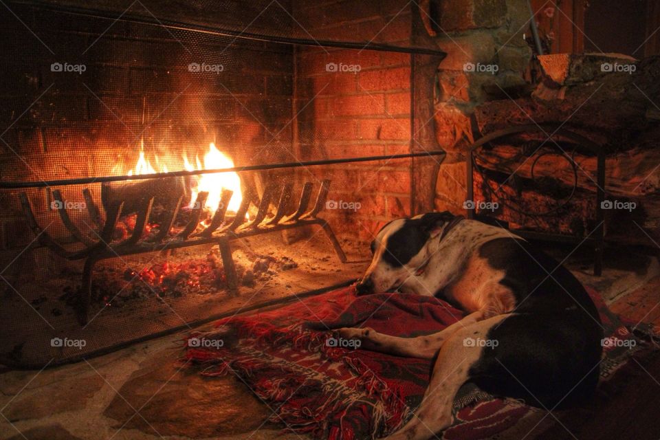 Dog sitting near campfire
