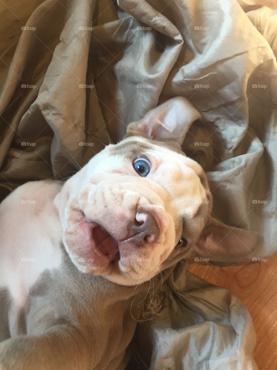 Surprised Puppy with clear beautiful blue eyes 