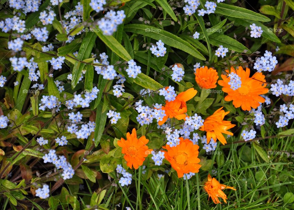 orange flowers in the garden