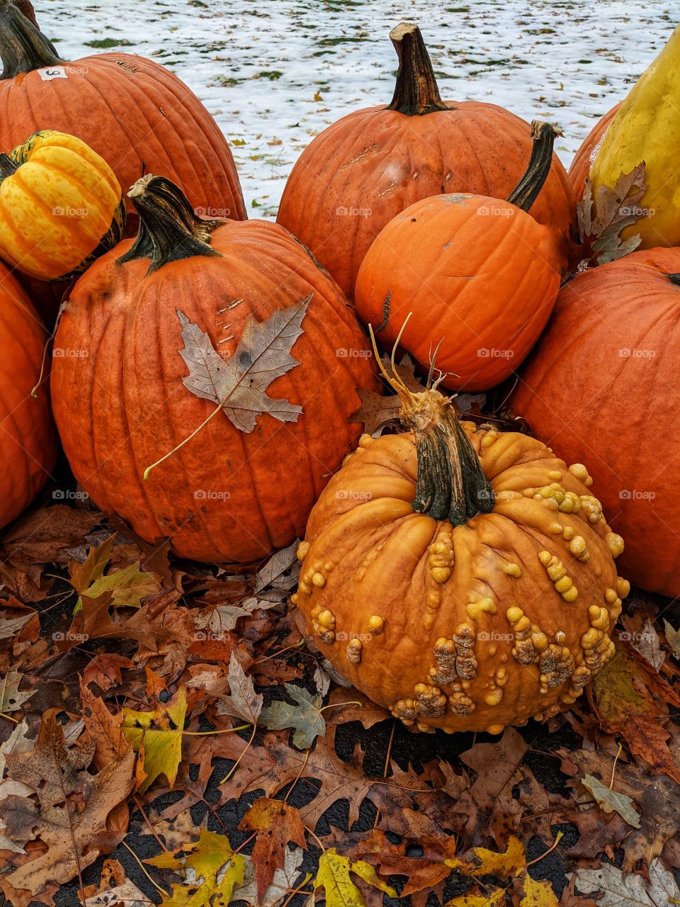 Autumn Pumpkins