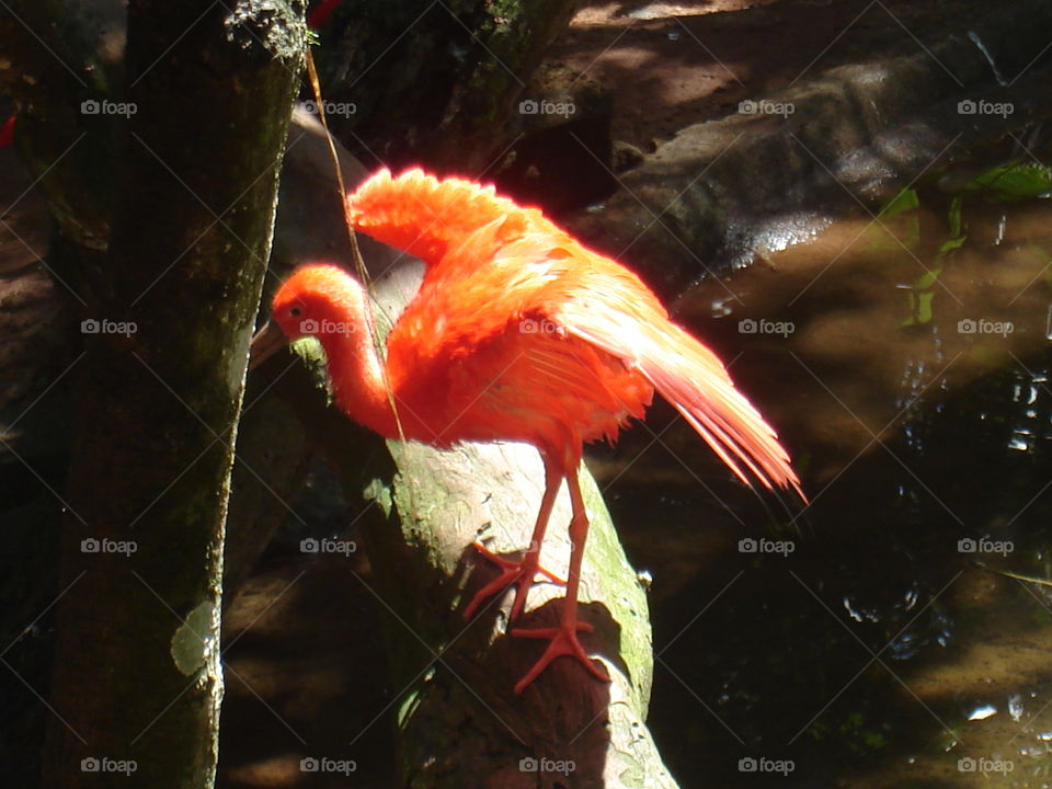 NATURE, BIRDS, ZOO, BREEDING, Poultry.