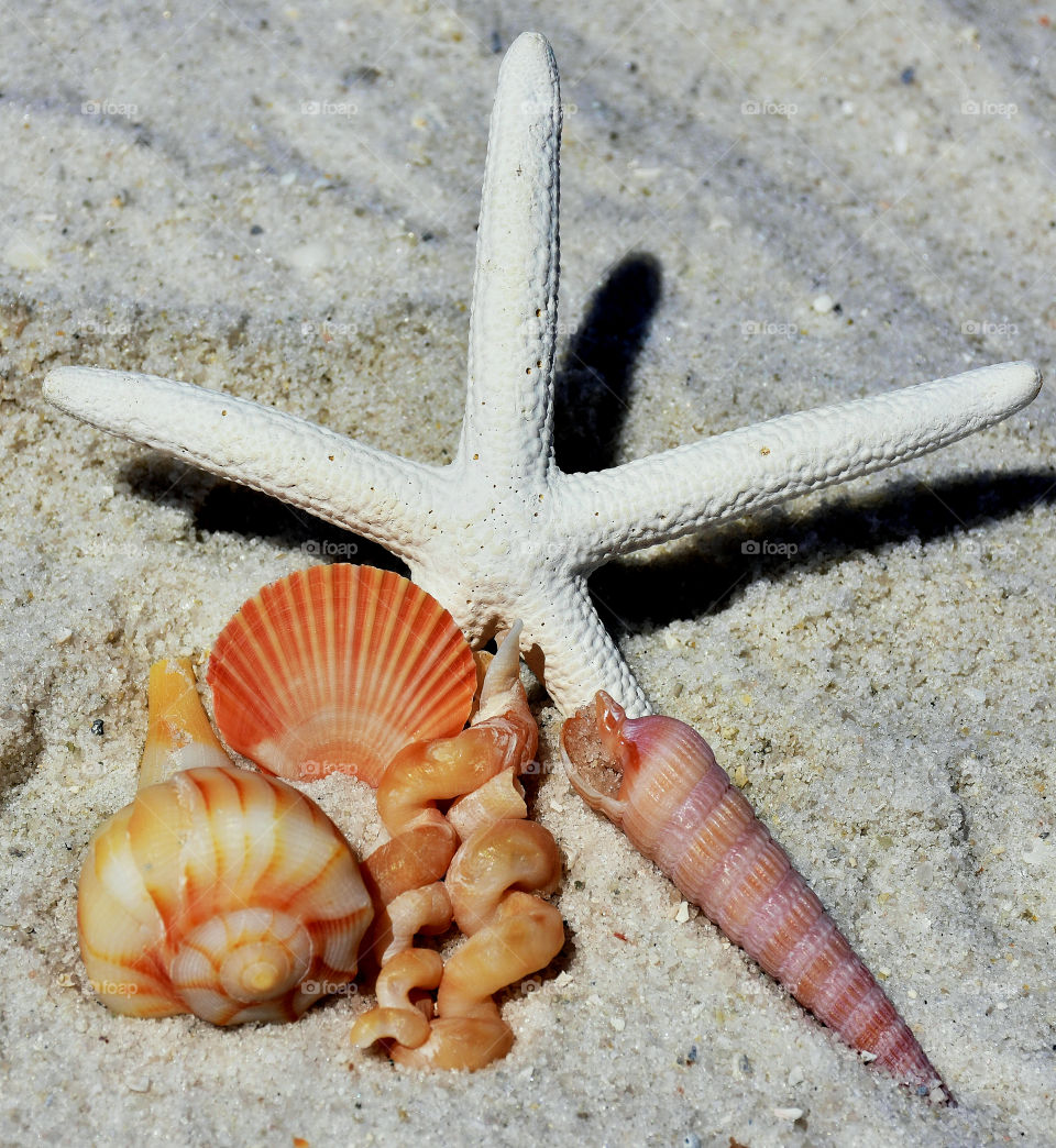 Close-up of seashell on sand