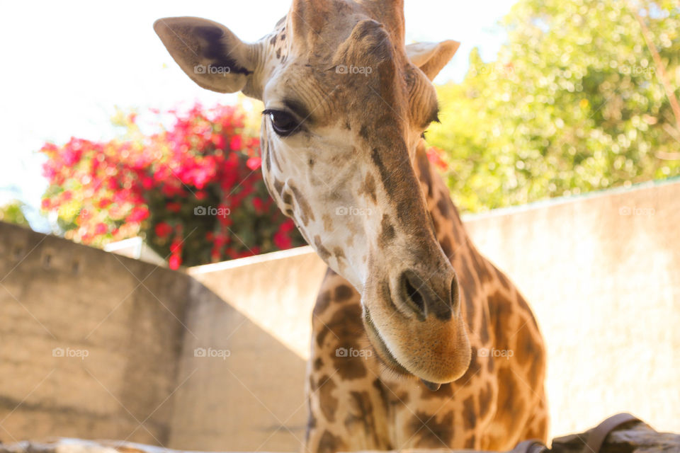 Giraffe, Nature, Zoo, Portrait, Head