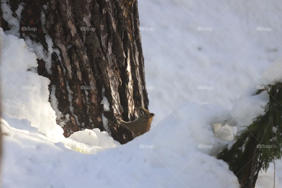 Squirrel on a tree trunk in wintertime