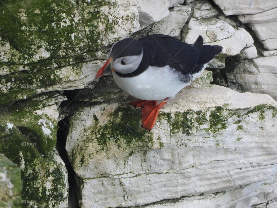 A puffin on a cliff