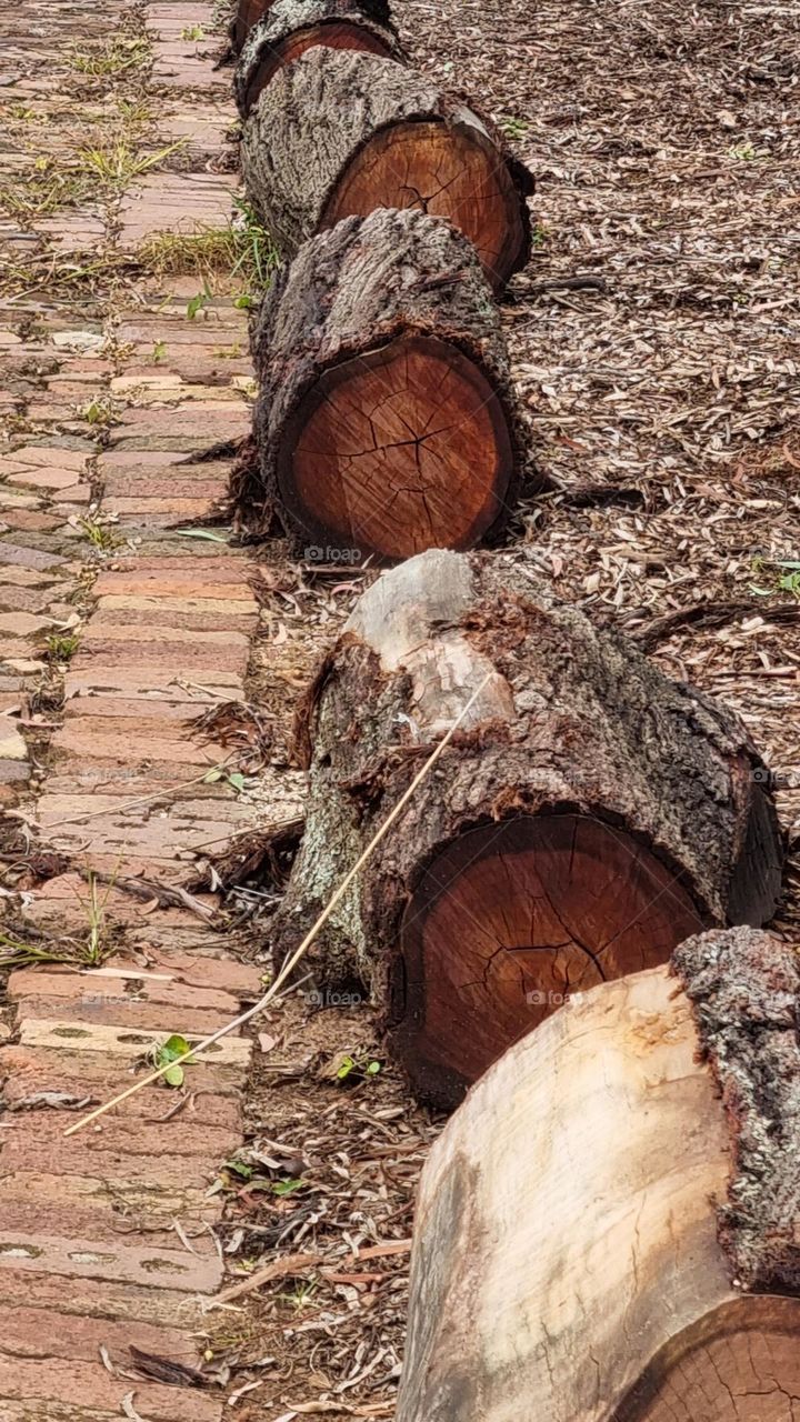 perfectly cut tree stumps.