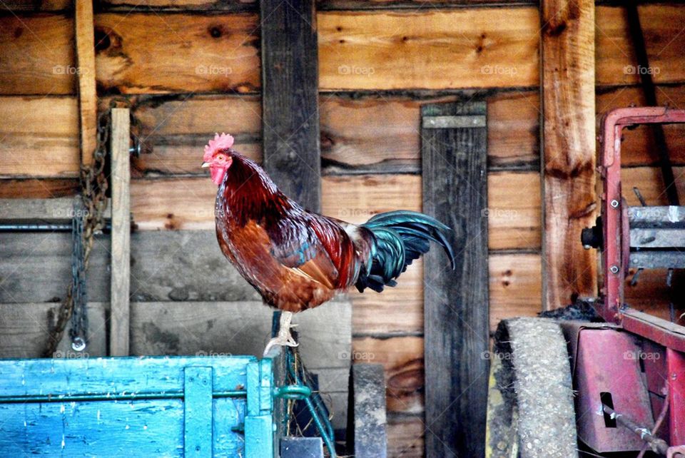 Rooster in the Barn