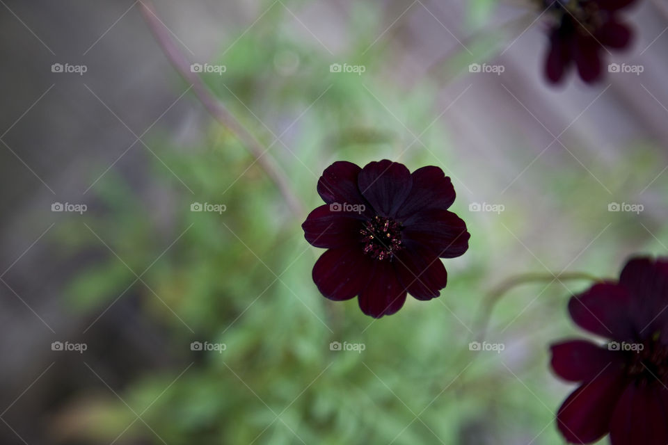 chocolate flower. chocolate flower