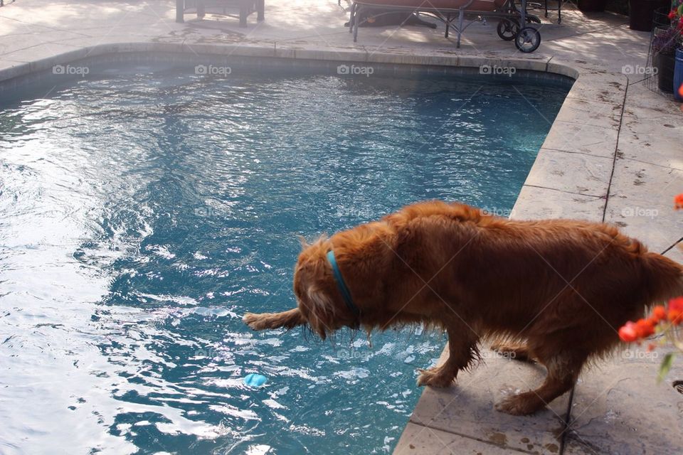 Ball Loving Dog