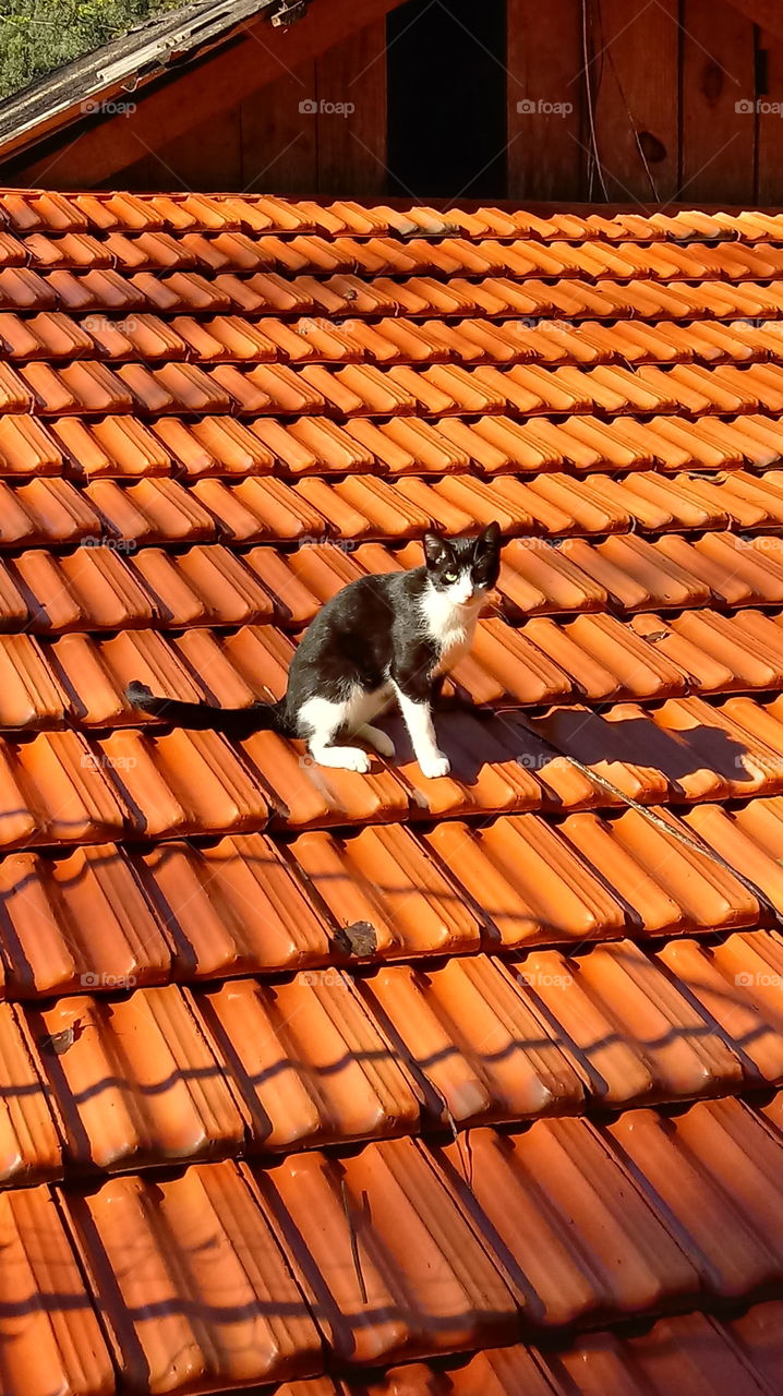 GATO 🐱 TELHADO