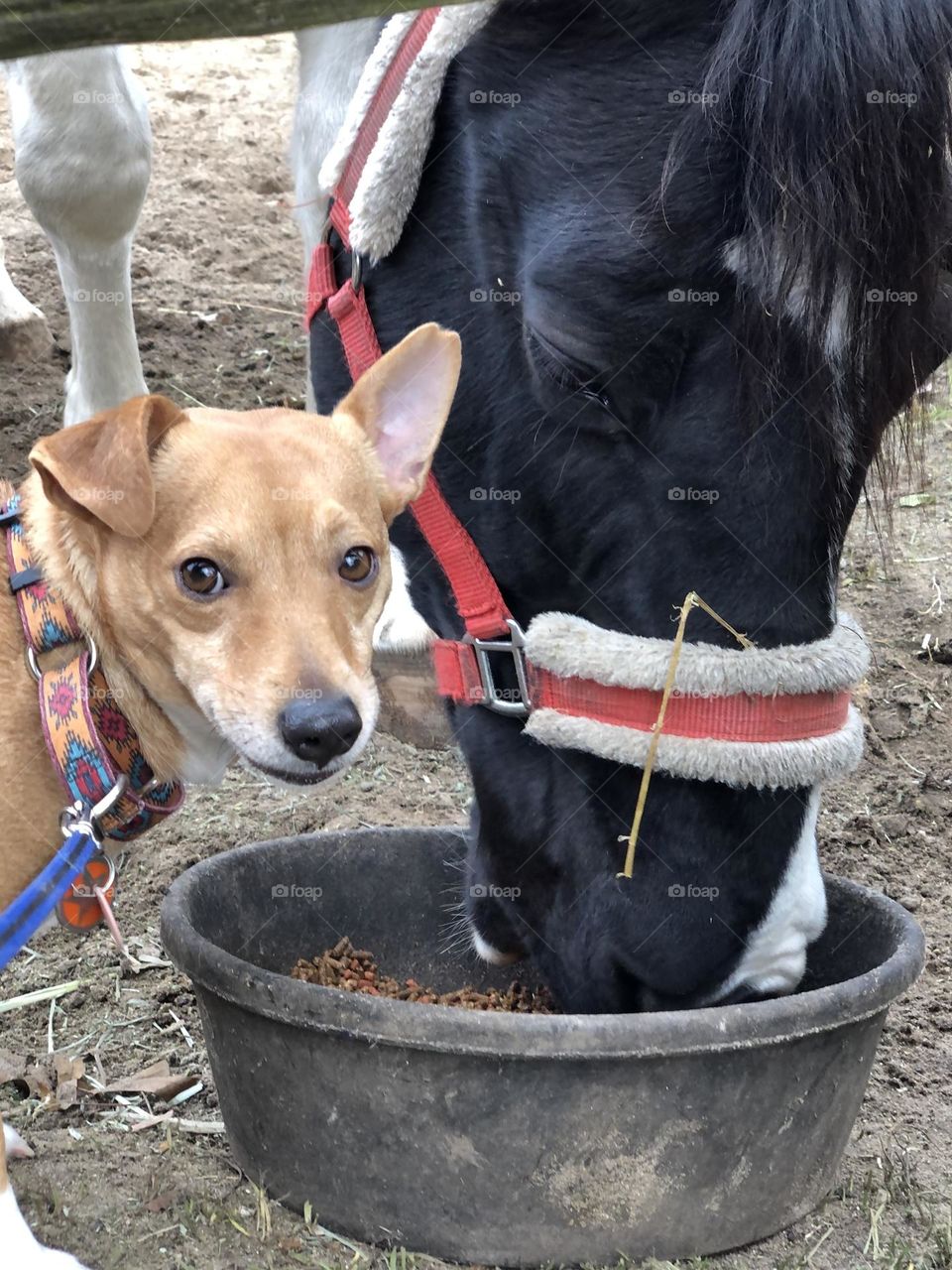 What U Lookin At? No Way Am I Letting This Horse Have all That Grain!