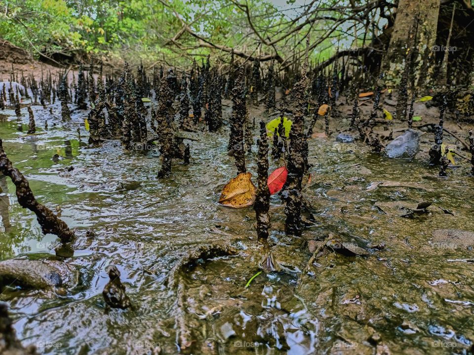 Tropical mangrove forest tree roots,
pneumatophores or aerial roots of plants in waterlogged habitat on low tide beach, North Sumatra, Indonesia