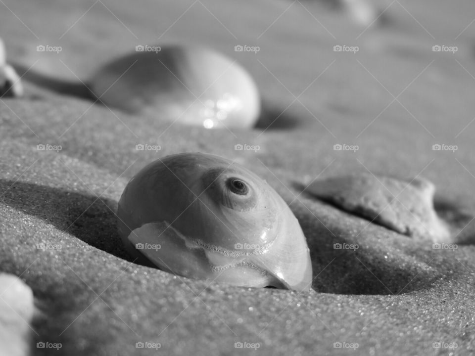 I spy a pretty little seashell.