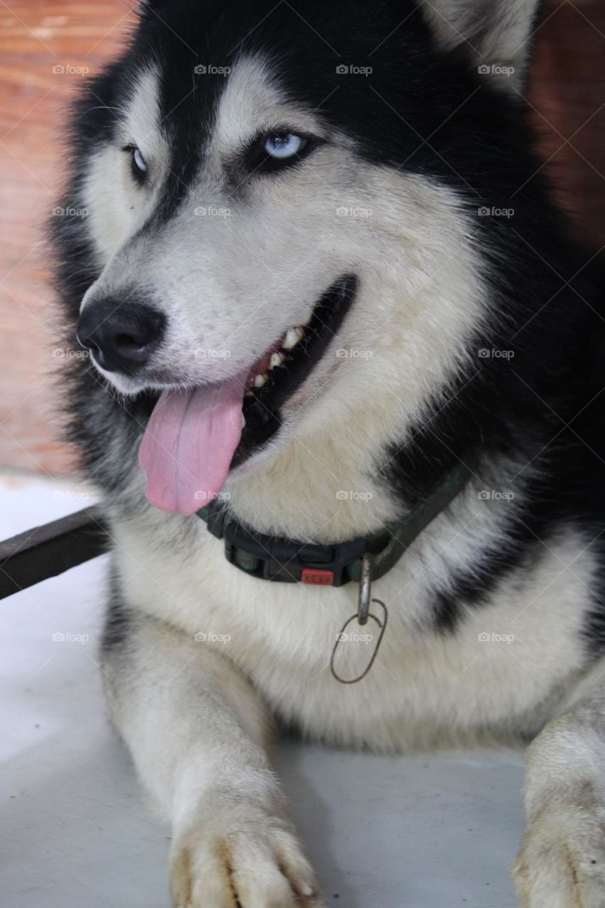 The Siberian Husky is a medium-sized sled dog breed. The breed belongs to the Spitz genetic family. It is recognizable by its thick furred double coat, erect triangular ears and distinctive markings, and is smaller than the similar-looking Alaskan Ma