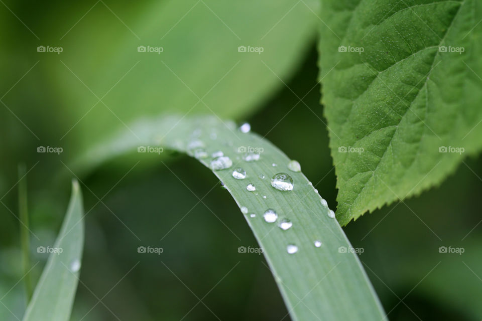 Rain drops on a green plant