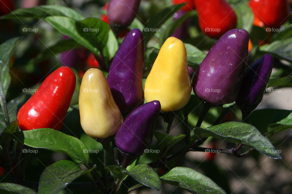 Rainbow of Peppers 